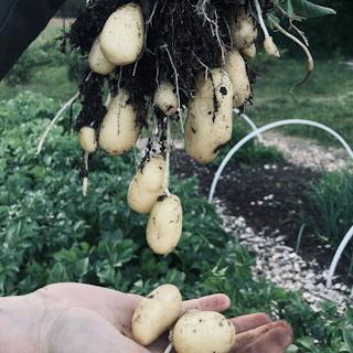 Картофель