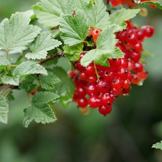 Смородина красная